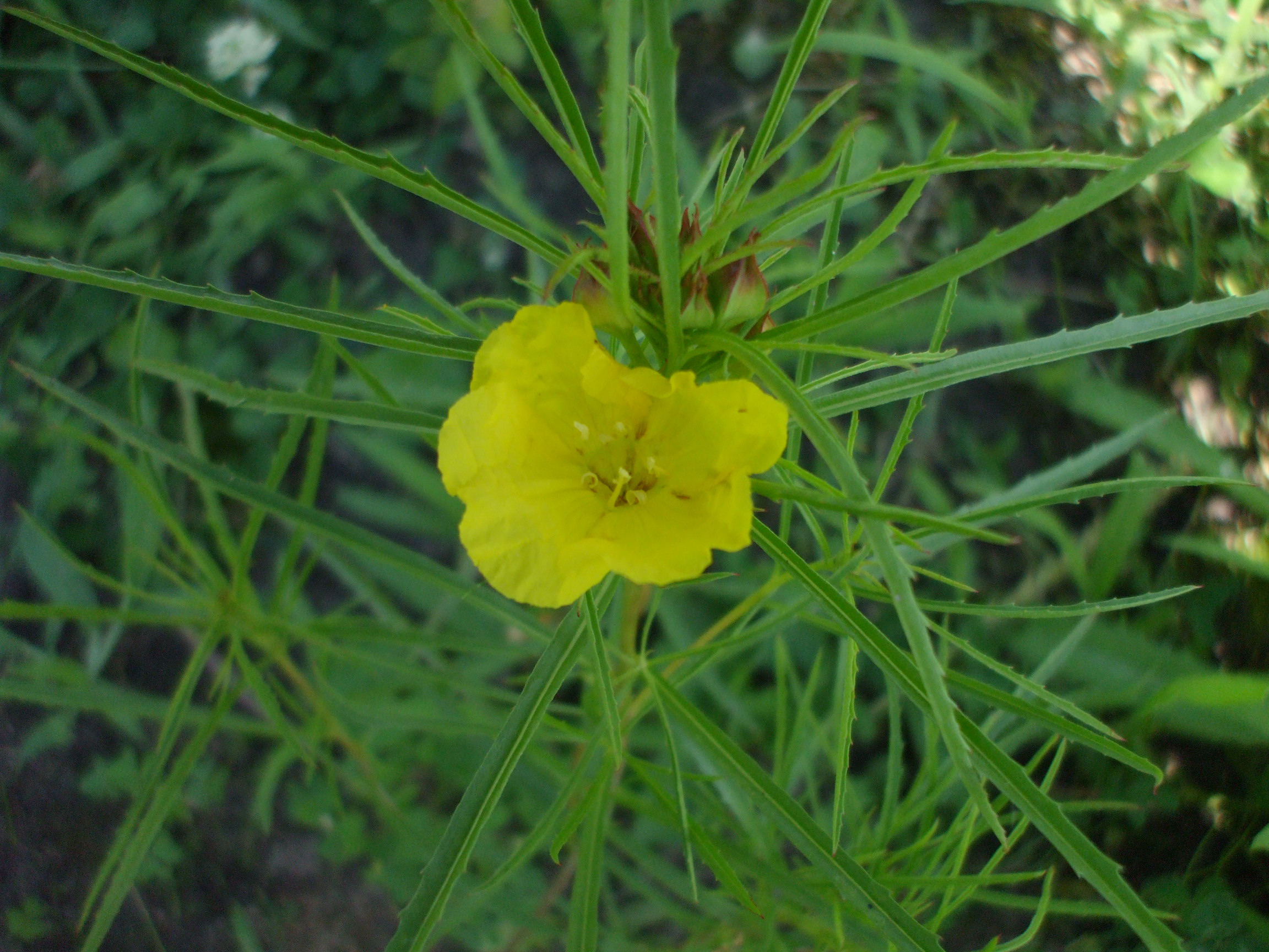 Oenothera berlandieri